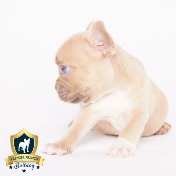 Lodi: Male Isabella French Bulldog 1