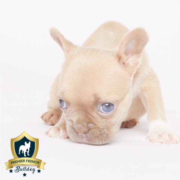 Lodi: Male Isabella French Bulldog 2