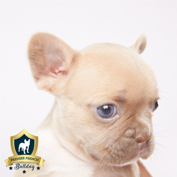 Lodi: Male Isabella French Bulldog 3