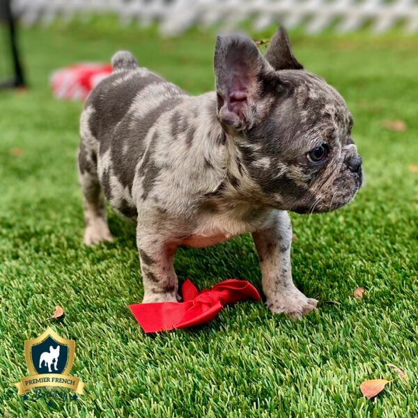 Blue Merle French Bulldog 1