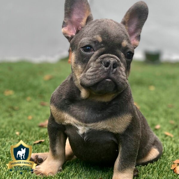 Bahamas Blue Tan French Bulldog 1