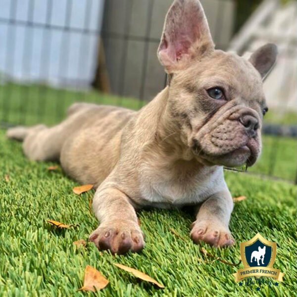 congo: Lilac Merle Male Isabella Carrier I Premier French Bulldog