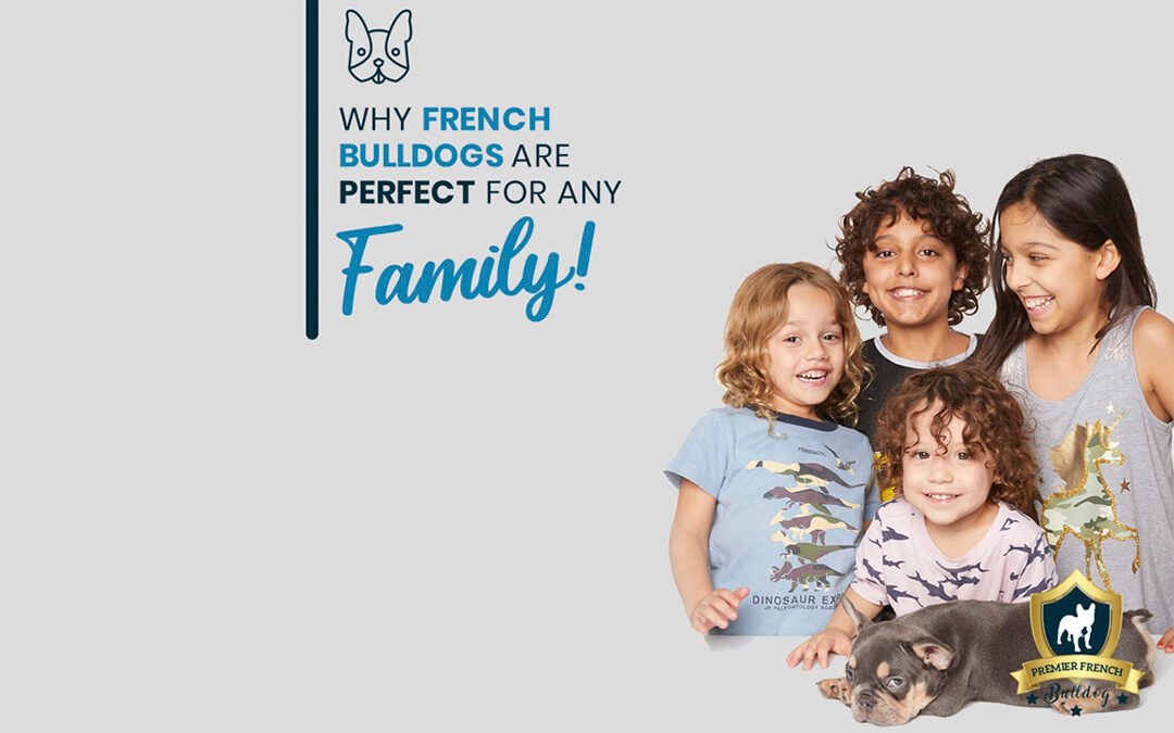 Why French Bulldogs Are Perfect For Any Family!