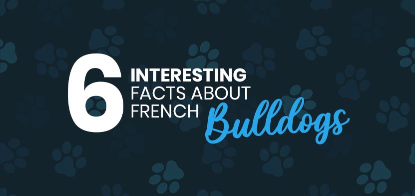 6 Interesting Facts About French Bulldogs