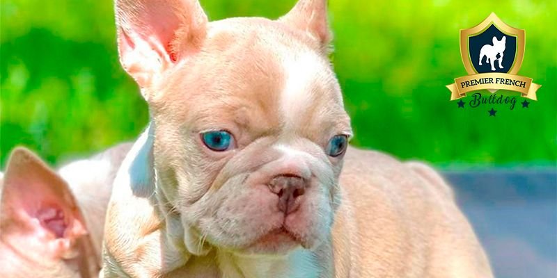 Puppy Care 101: Proper Caring for French Bulldog Puppies